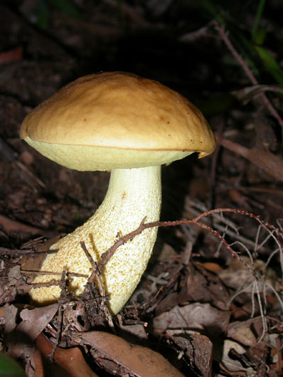 Boletus Lepidus (Leccino )